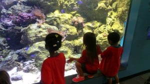 summer camp aquarium